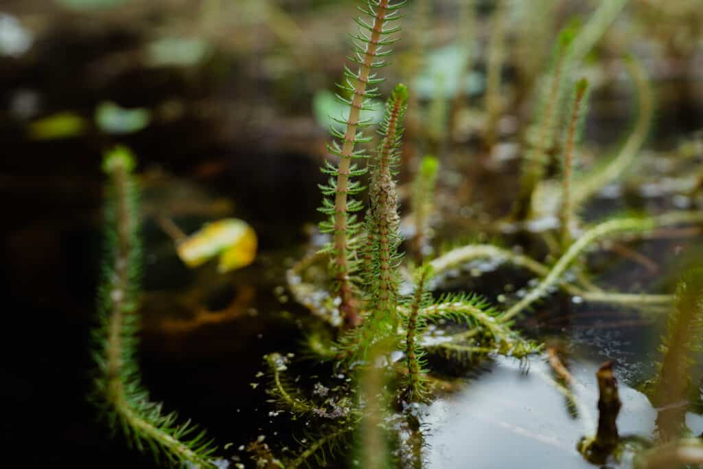 Gros plan sur plantes de l'Oasis pour le vivant.