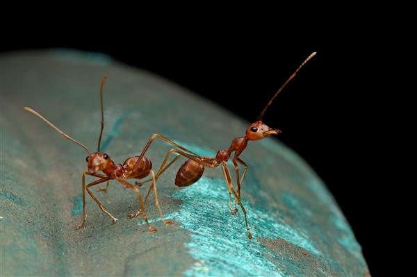 Jeu de piste : Sur les traces des fourmis