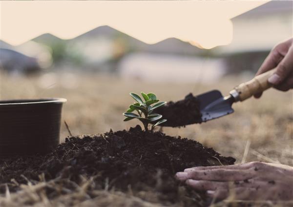 Chantier participatif : plantation des modelés dunaires du parvis de la Maison de l’Environnement