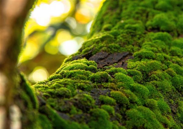Micro-Safari : les mousses à portée de loupe !