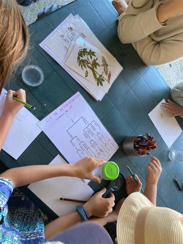 Atelier En[quête] d’insectes